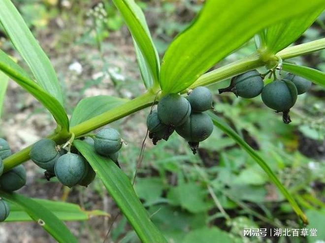 湖北百草堂白芨种植增收新途径开启智慧农业新篇章(图1)