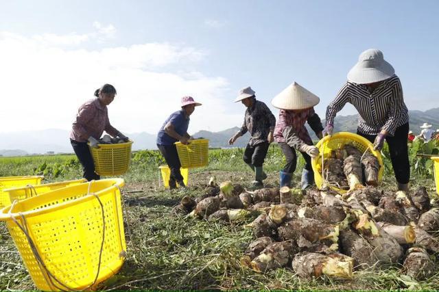 餐桌“主角”荔浦芋打入了“时尚美食圈”(图4)